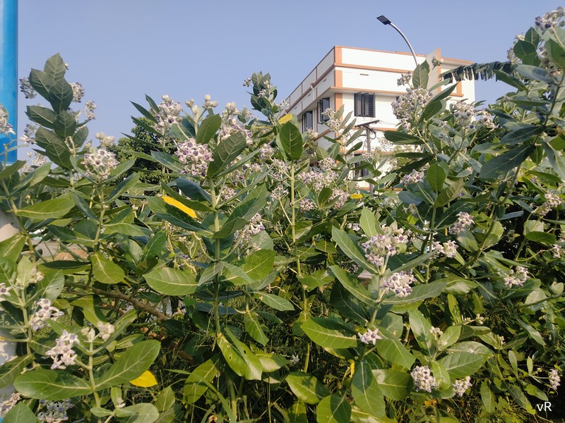 Giant Milkweed photo 3