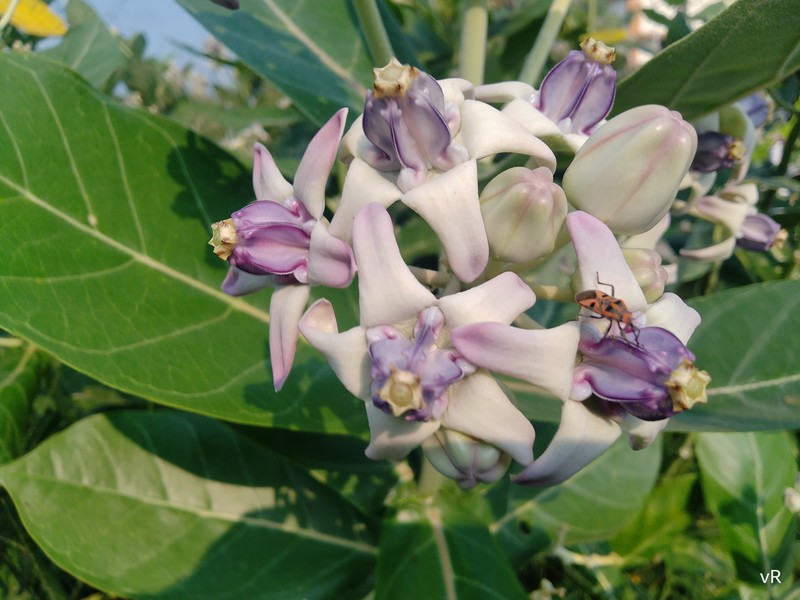 Giant Milkweed photo 4