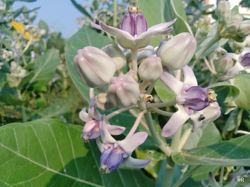 Giant Milkweed photo 5