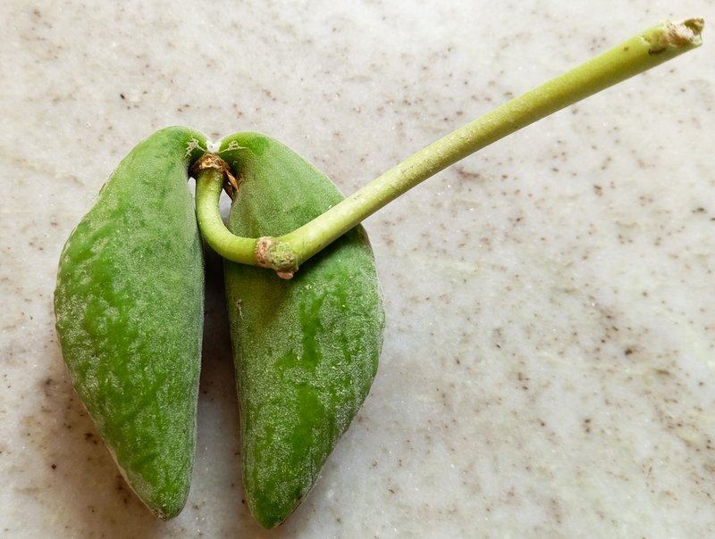 Giant Milkweed photo 6