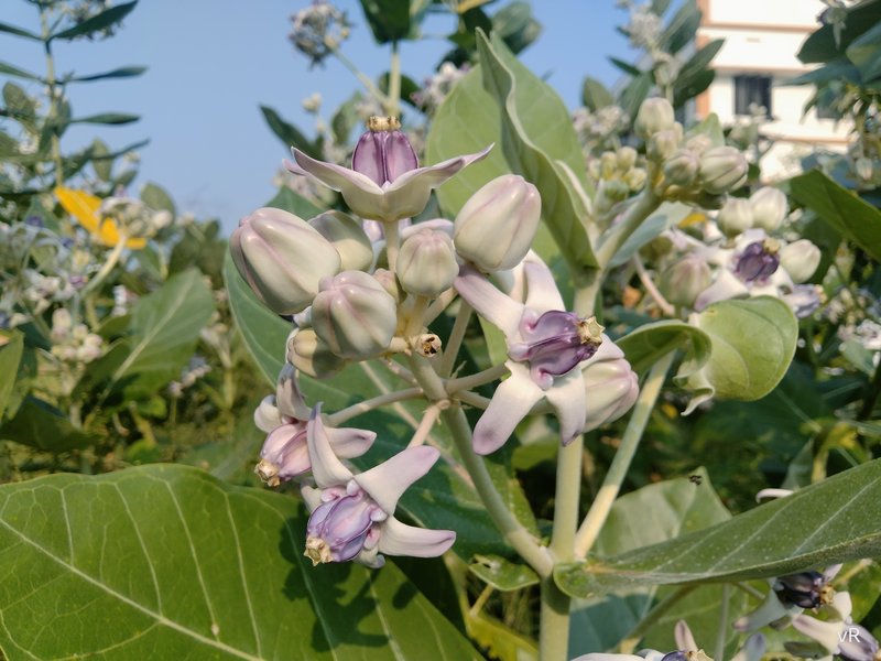 Giant Milkweed photo 7