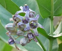 Giant Milkweed