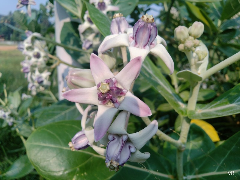 Giant Milkweed photo 8