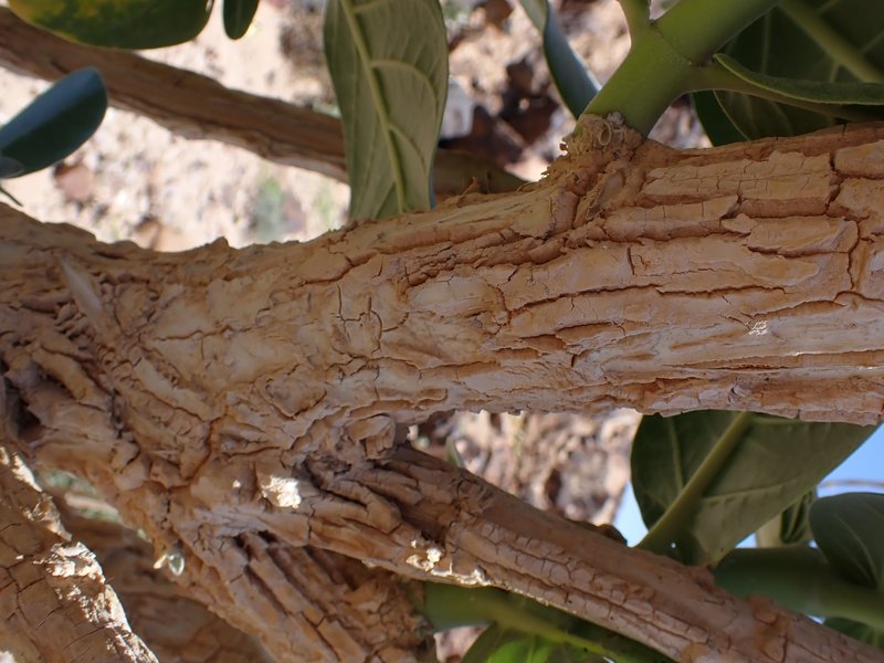Roostertree photo 2
