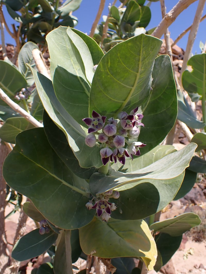 Roostertree photo 4