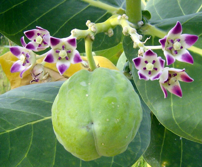 Roostertree photo 6