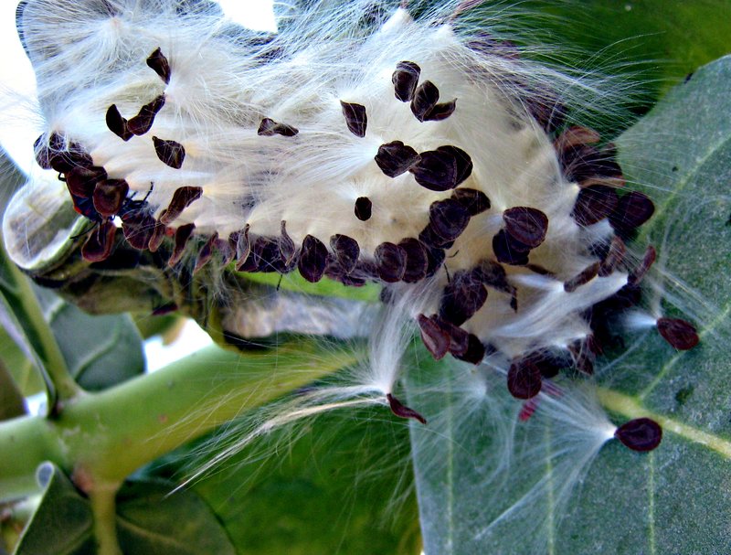 Roostertree photo 7