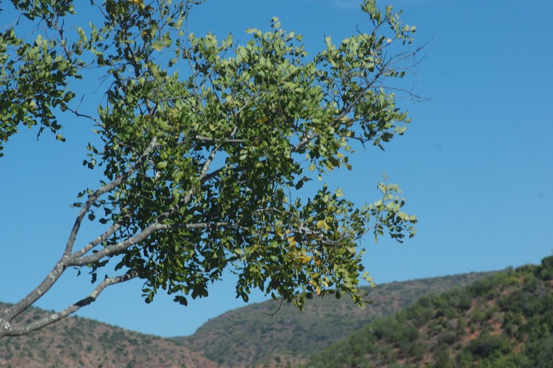 Calpurnia aurea subsp. aurea
