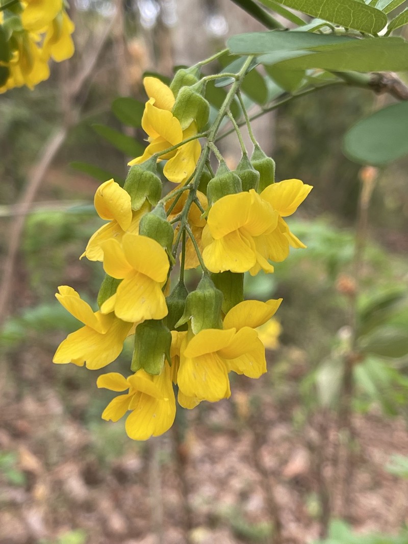 Calpurnia aurea subsp. aurea photo 2