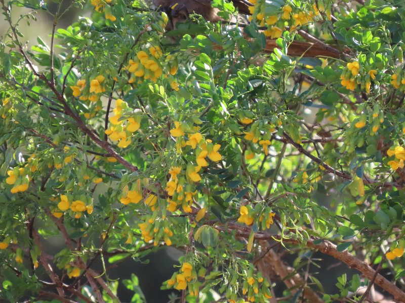Calpurnia aurea subsp. aurea photo 3