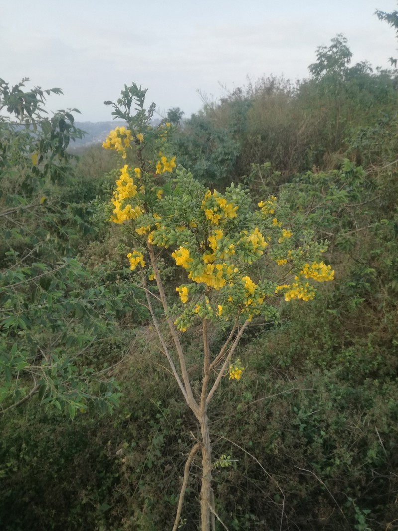 Calpurnia aurea subsp. aurea photo 4