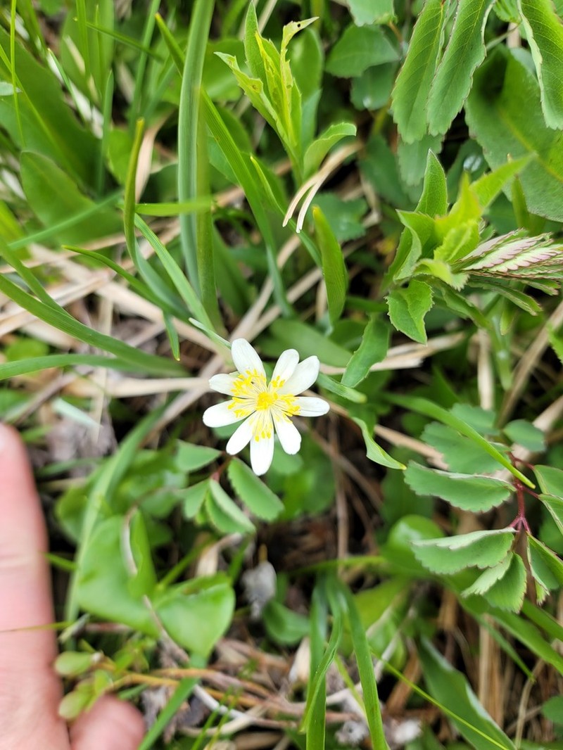 Caltha biflora