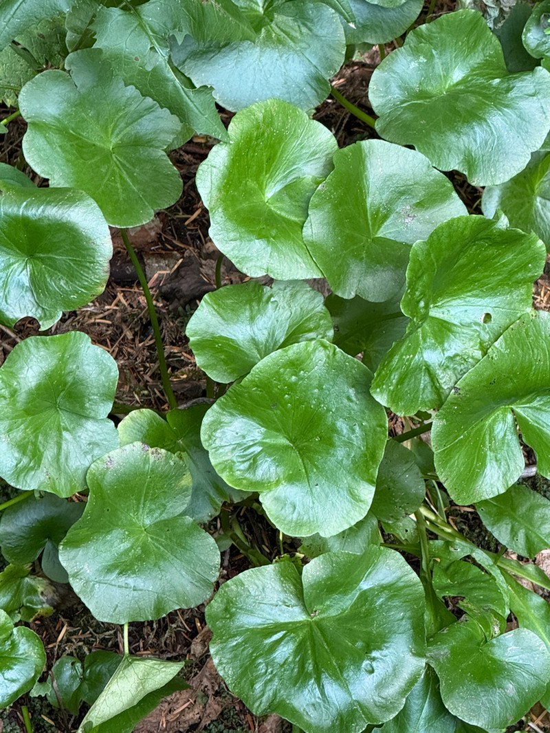 Caltha biflora photo 2