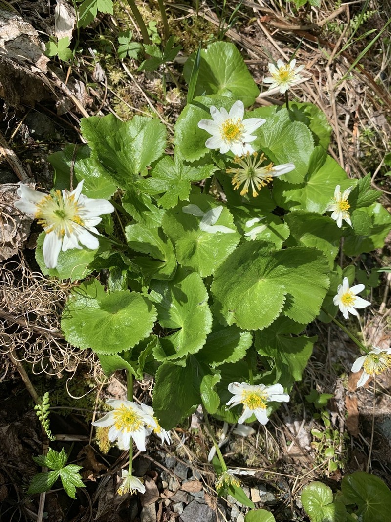 Caltha biflora photo 3