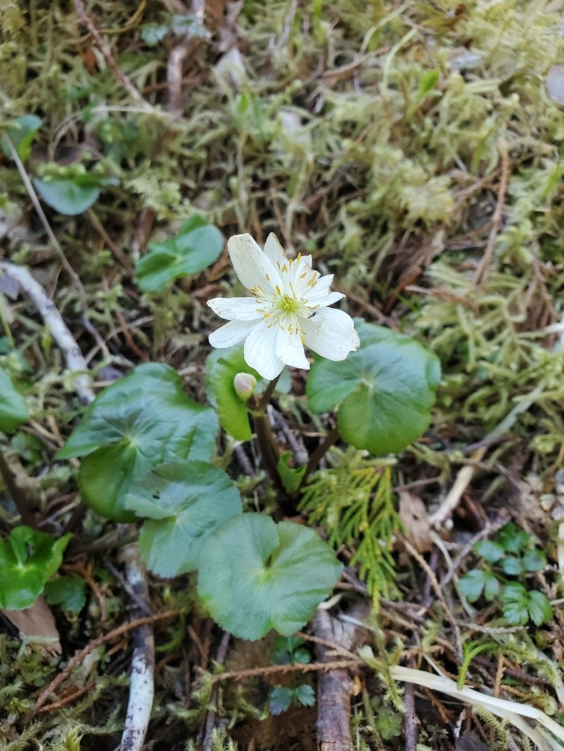 Caltha biflora photo 4