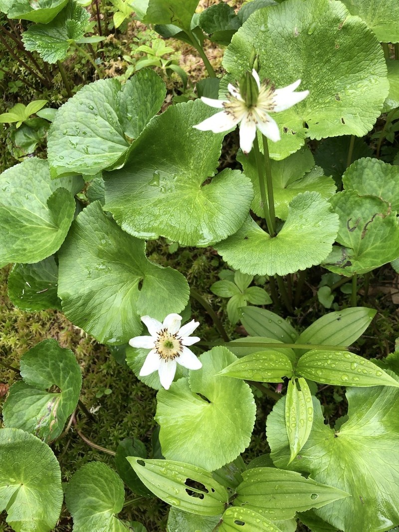 Caltha biflora photo 5