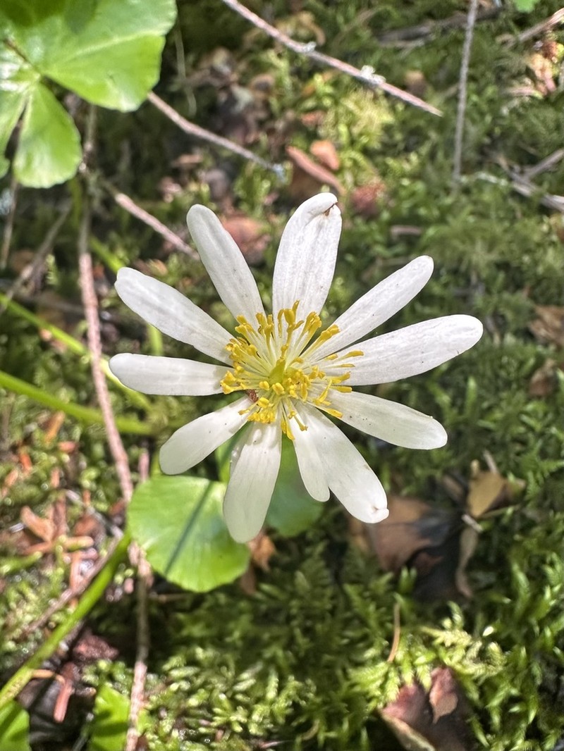 Caltha biflora photo 6