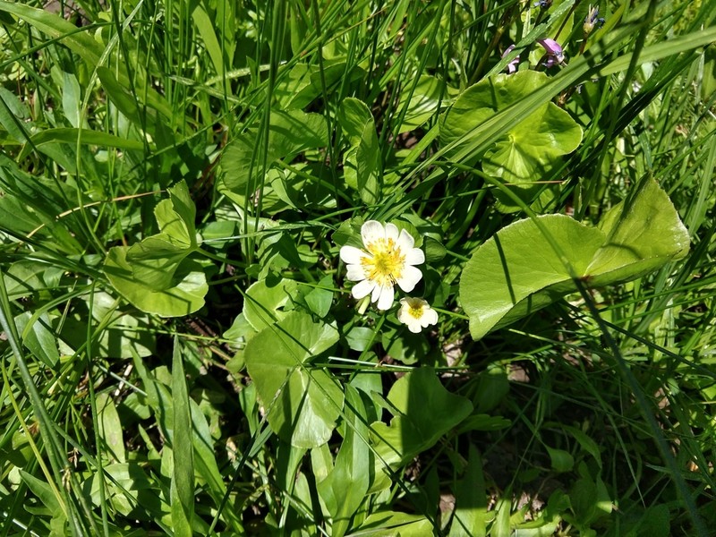 Caltha biflora photo 7