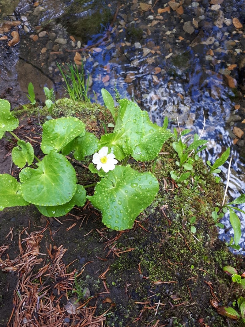 Caltha biflora photo 8