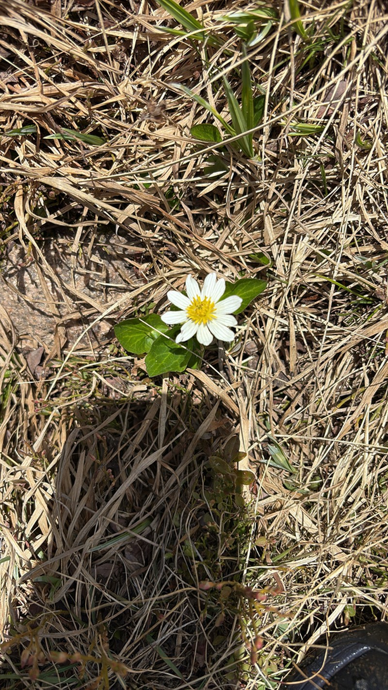 Caltha chionophila