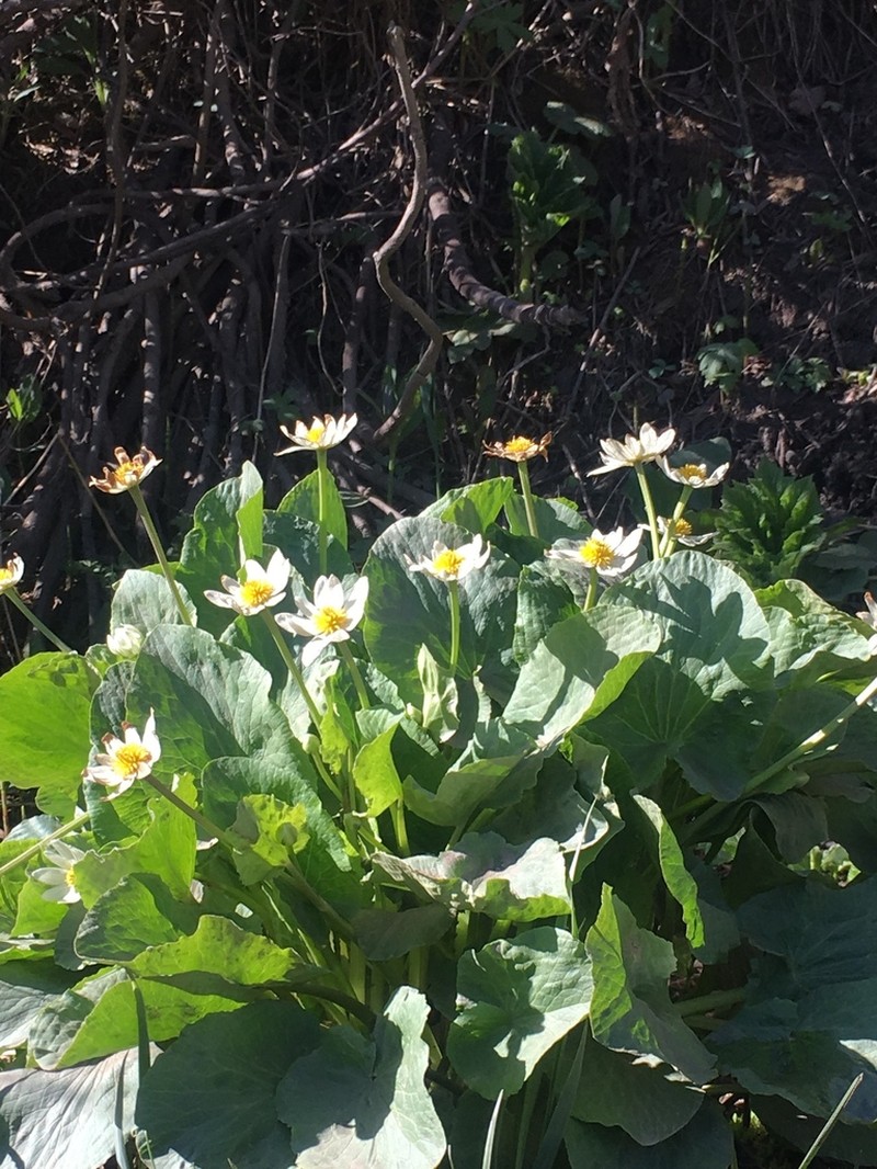 Caltha chionophila photo 2