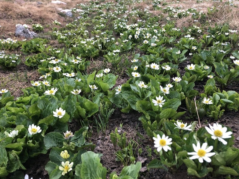 Caltha chionophila photo 3