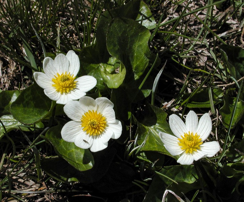 Caltha chionophila photo 4