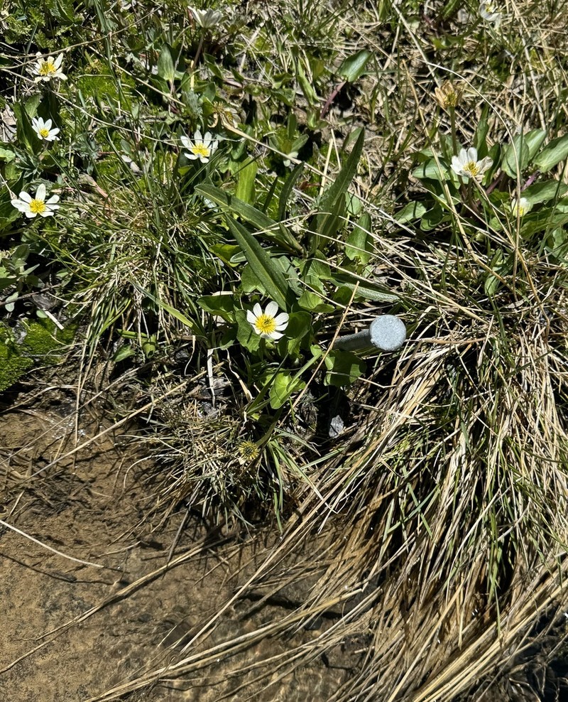 Caltha chionophila photo 5
