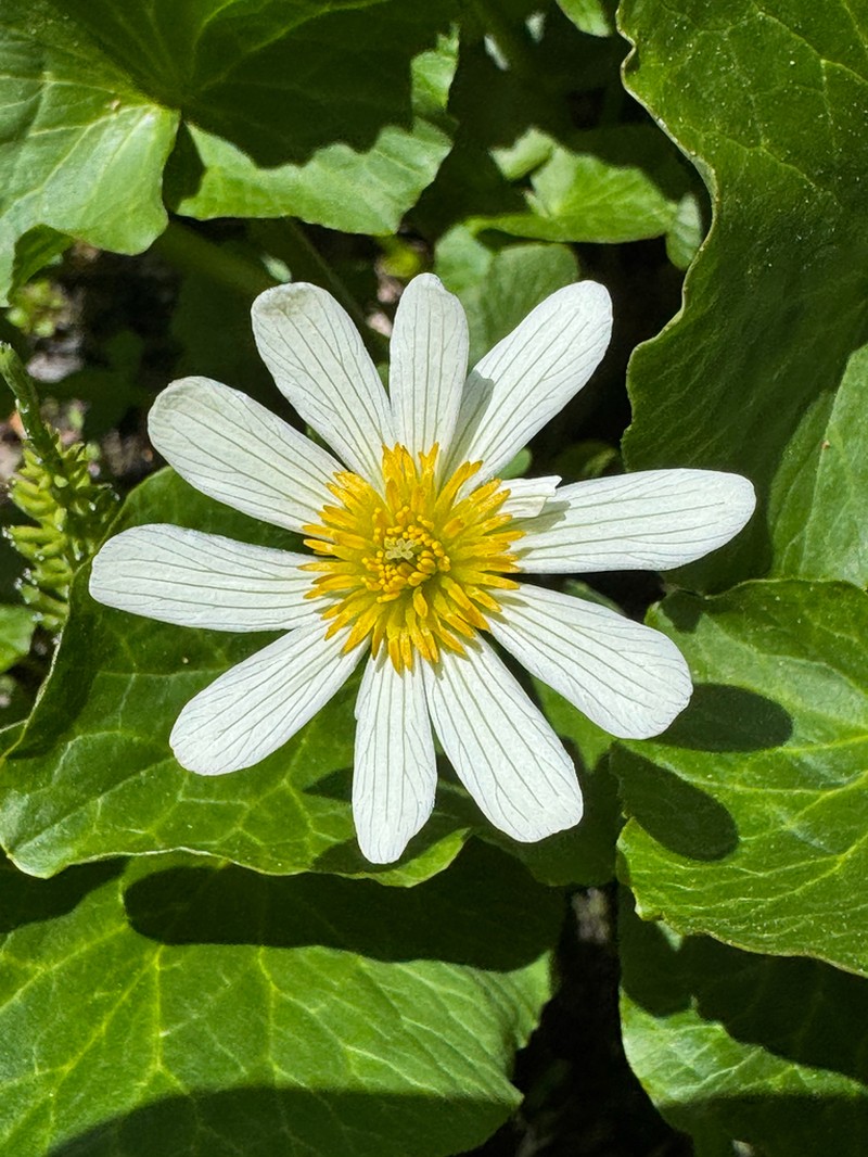 Caltha chionophila photo 6