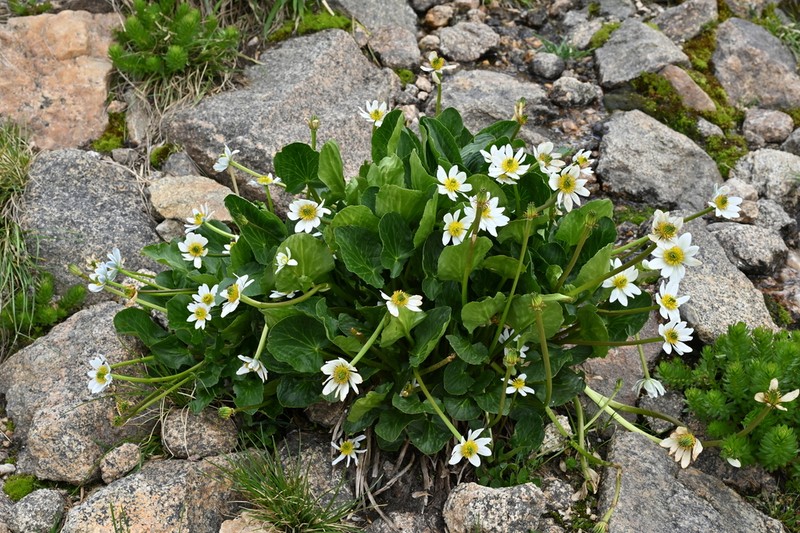 Caltha chionophila photo 7