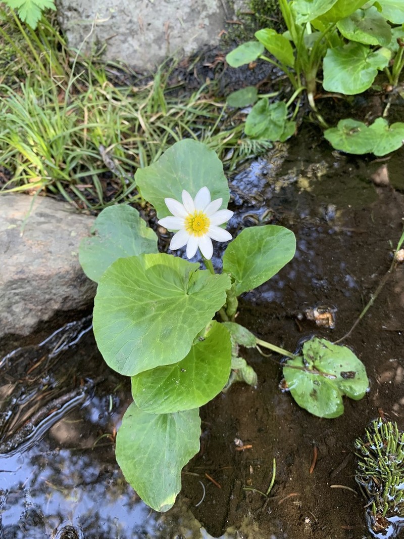 Caltha chionophila photo 8
