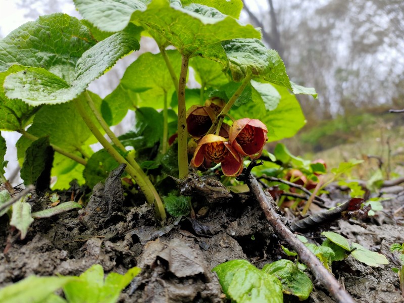Caltha dysosmoides photo 2