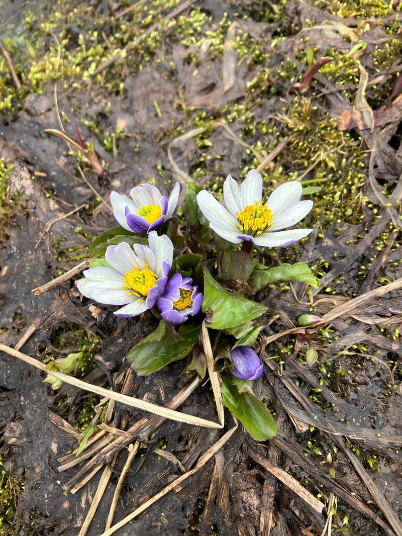 White Marsh Marigold