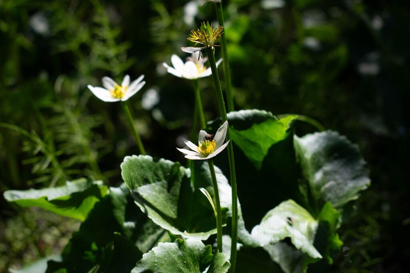 White Marsh Marigold photo 2