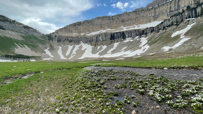 White Marsh Marigold photo 3