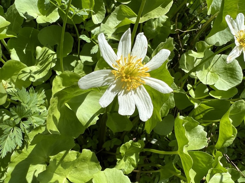 White Marsh Marigold photo 4