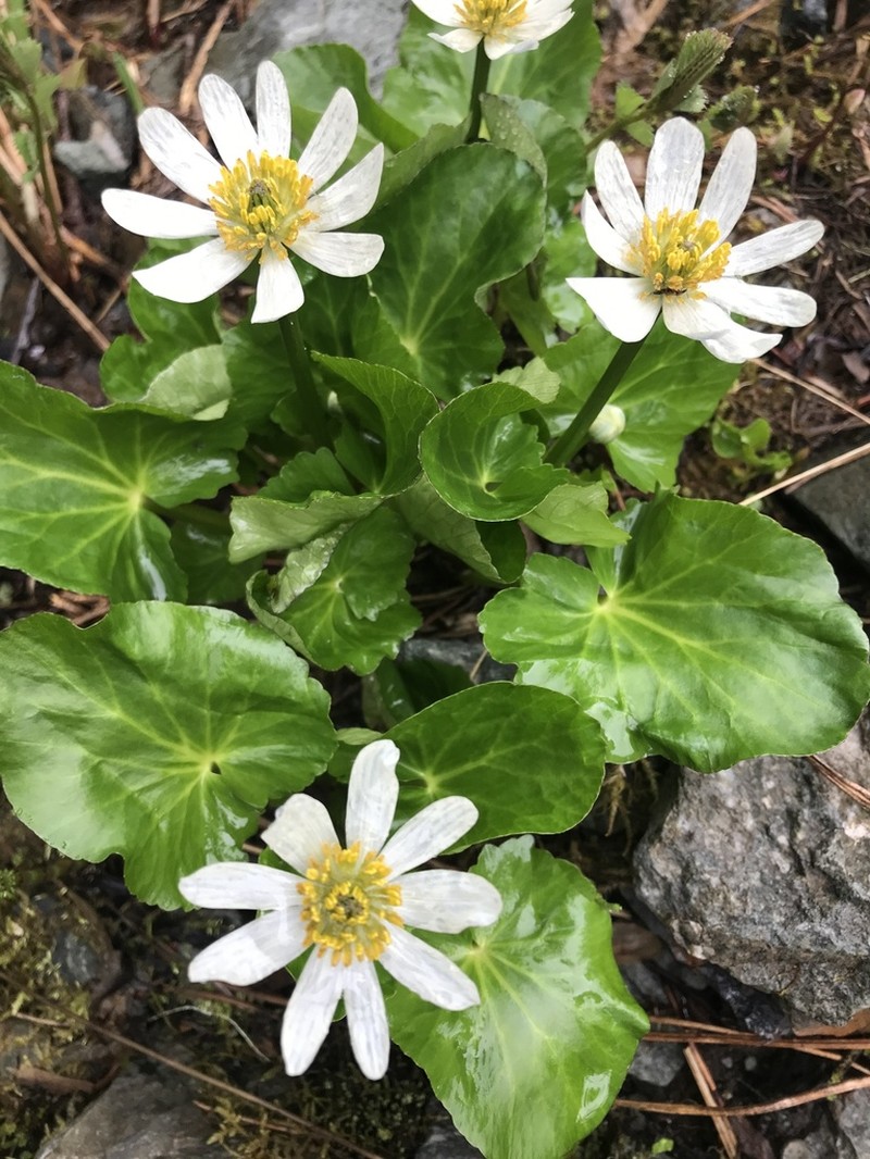 White Marsh Marigold photo 5