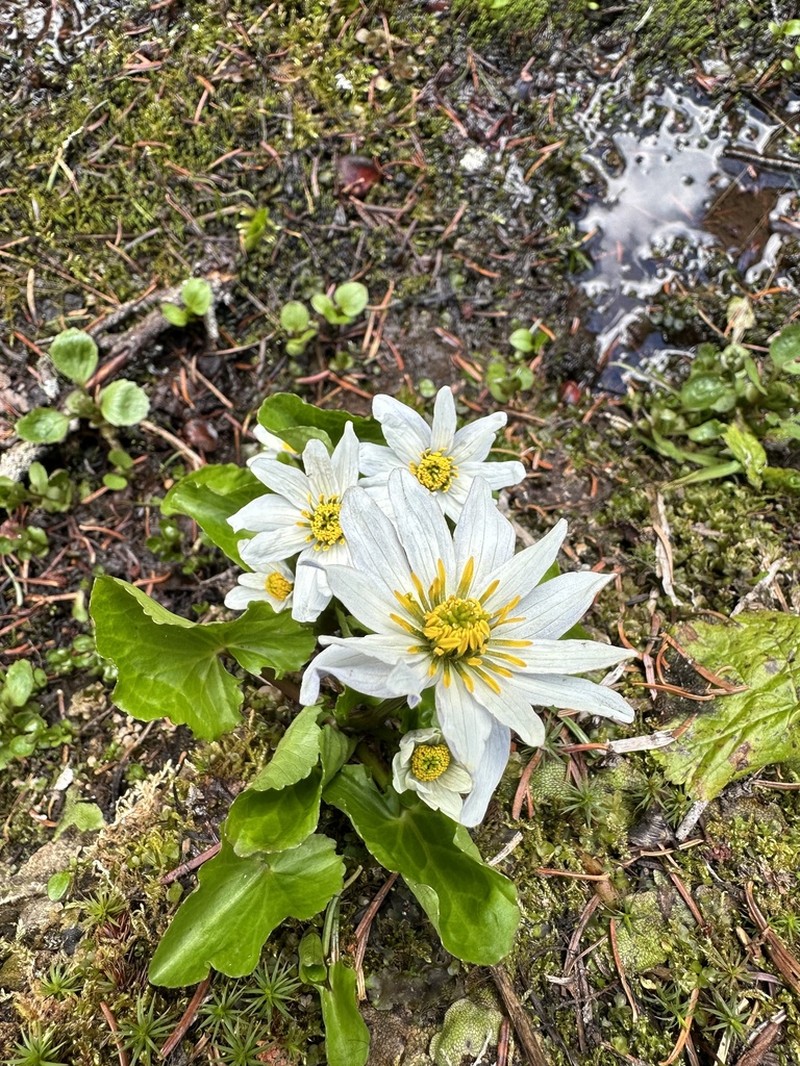 White Marsh Marigold photo 6