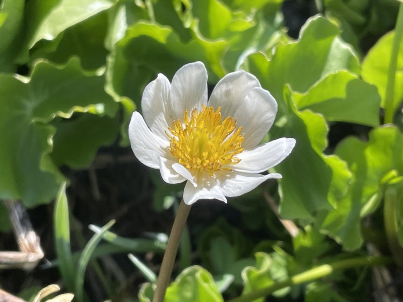 White Marsh Marigold photo 7