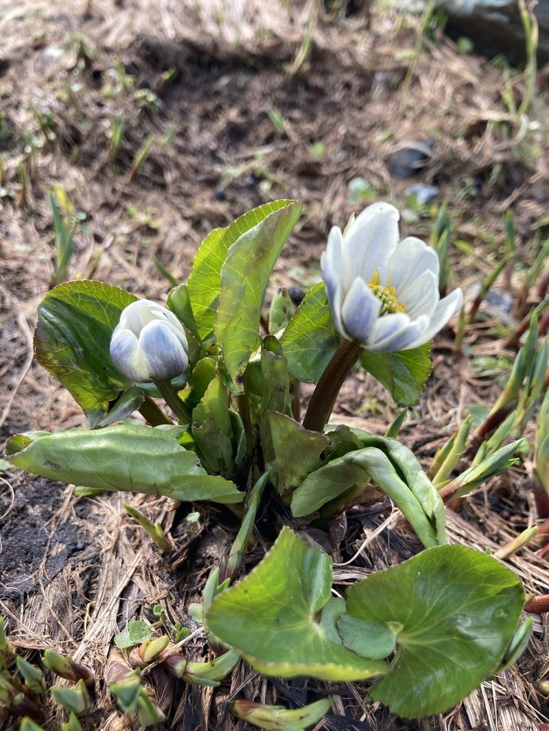 White Marsh Marigold photo 8