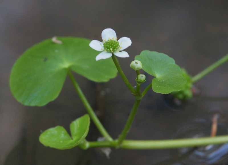 Floating Marsh Marigold photo 2