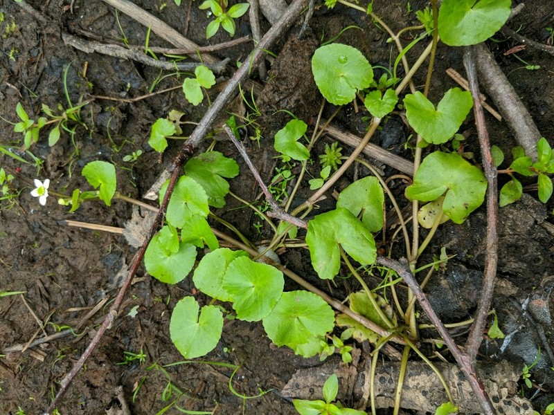 Floating Marsh Marigold photo 3