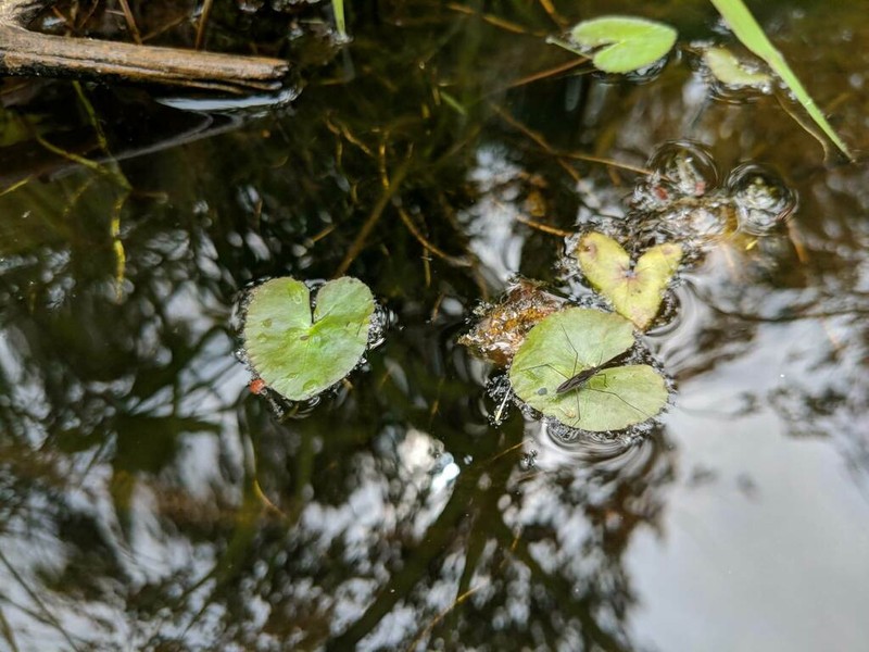 Floating Marsh Marigold photo 4