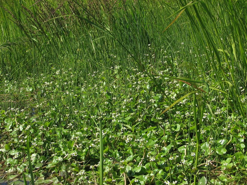 Floating Marsh Marigold photo 5