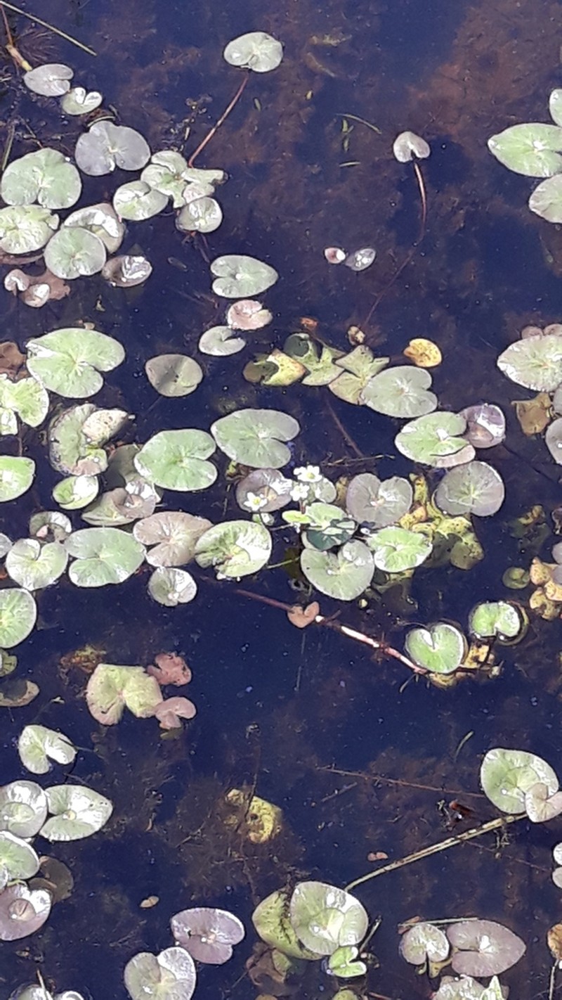 Floating Marsh Marigold photo 6