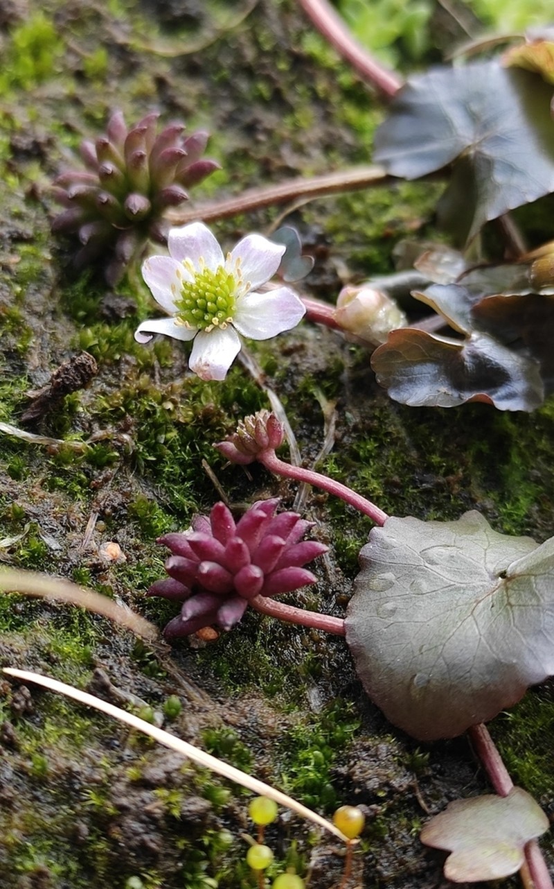 Floating Marsh Marigold photo 7