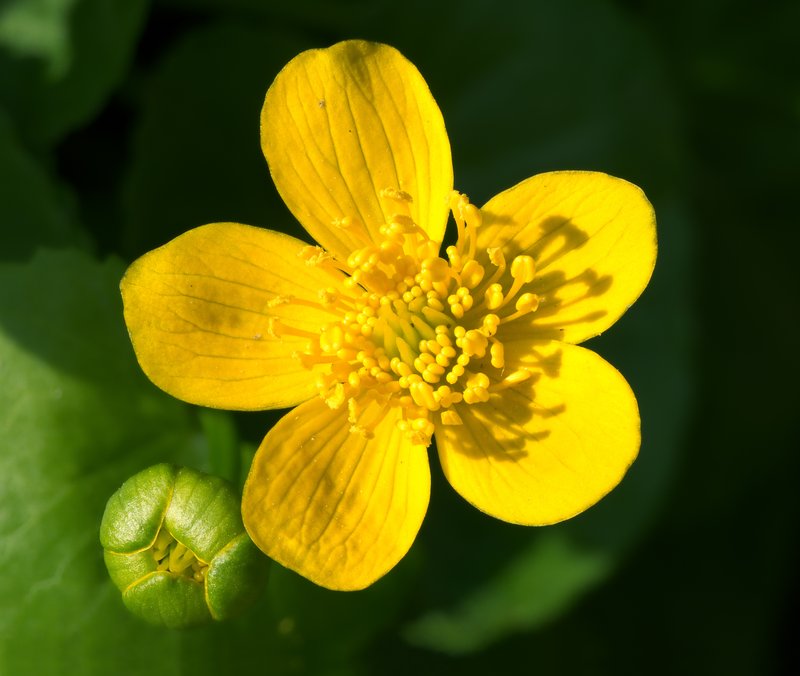 Yellow Marsh Marigold photo 2