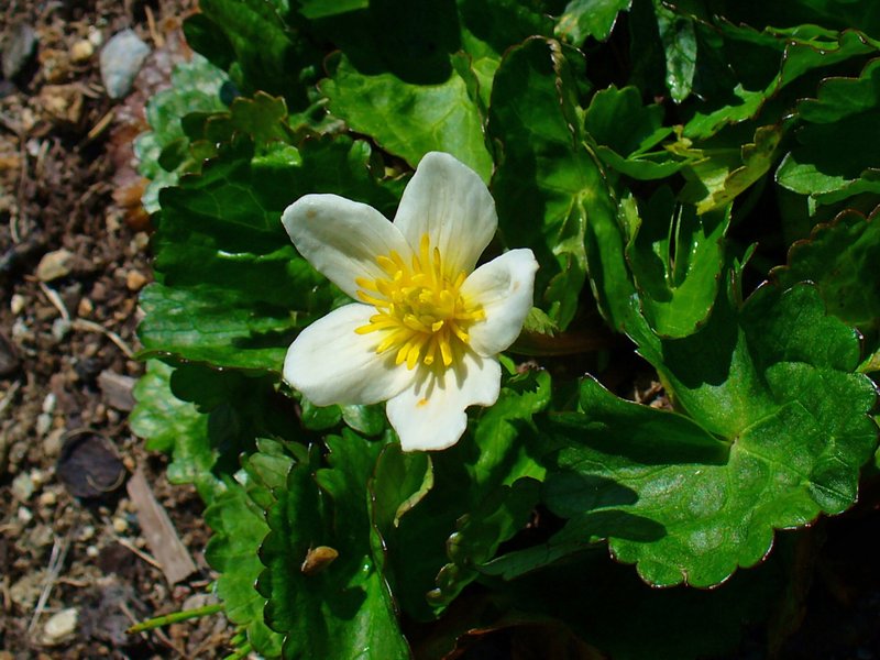 Yellow Marsh Marigold photo 4