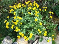 Yellow Marsh Marigold