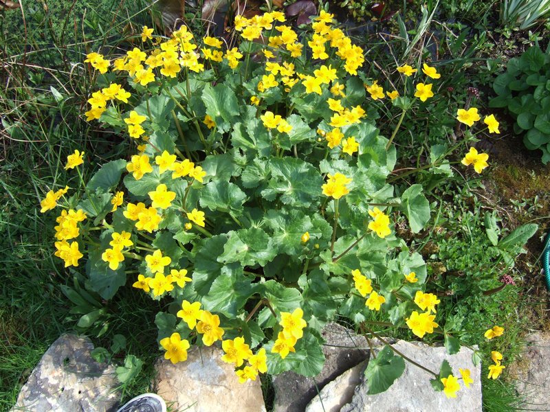 Yellow Marsh Marigold